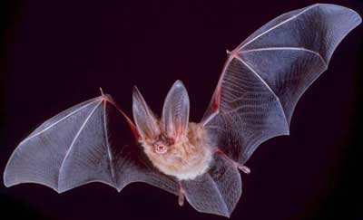 Fledermaus